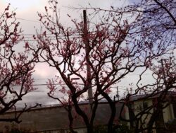 PICT0051