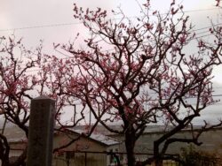 PICT0052