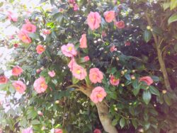 PICT0121